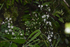 Thalictrum dalzellii